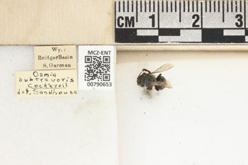 Media type: image;   Entomology 790653 Aspect: Labels